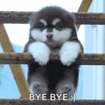 Fatdog Funnydog GIF - Fatdog Dog Funnydog - GIF 탐색 및 공유