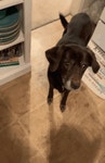 Cute Dog Cute Animals GIF - Cute Dog Cute Animals Tail Wag - GIF 탐색 및 공유