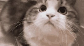 Cat Cute GIF - Cat Cute Kitty - GIF 탐색 및 공유