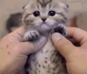 Kitten Hello GIF - Kitten Hello Bye Bye - GIF 탐색 및 공유