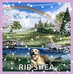 Rainbow Dog Heaven GIF - Rainbow Dog Heaven Happy - GIF 탐색 및 공유