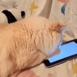 Didi Game GIF - Didi Game Playtime - GIF 탐색 및 공유