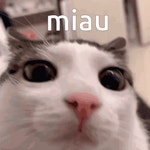 Cat Qeup GIF - Cat Qeup - GIF 탐색 및 공유