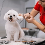 Pet Grooming Near Me Dog Salon Near Me GIF - Pet grooming near me Pet grooming Dog salon near me - GIF 탐색 및 공유