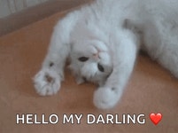 Hi Darling GIF | Tenor