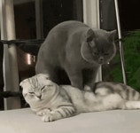 Cat Massage GIF | Tenor