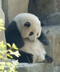 Panda Huahua GIF - Panda Huahua - GIF 탐색 및 공유