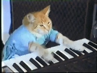 Piano Cat GIF | Tenor