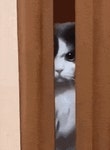 Angry Angry Cat GIF - Angry Angry cat Mad cat - GIF 탐색 및 공유