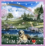 Rainbow Dog Heaven GIF - Rainbow Dog Heaven Happy - GIF 탐색 및 공유