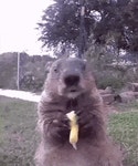 Groundhog Eating GIF - Groundhog Eating Animal - GIF 탐색 및 공유