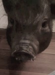 Feed Me GIF - Feed Me Im - GIF 탐색 및 공유