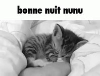 Bonne Nuit Nunu Nunu GIF - Bonne Nuit Nunu Nunu Petit Chat - GIF 탐색 및 공유