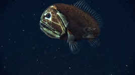 Deep Sea Fish GIF - Deep Sea Fish - GIF 탐색 및 공유