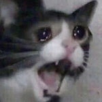 Cat Meme GIF - Cat Meme Scream - GIF 탐색 및 공유