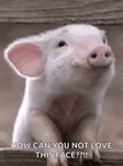 Piglet Cute GIF - Piglet Cute Farm Pig - GIF 탐색 및 공유