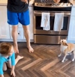 Dog The Pet Collective GIF - Dog The Pet Collective Pet - GIF 탐색 및 공유