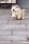Dog Fall GIF - Dog Fall Falling - GIF 탐색 및 공유