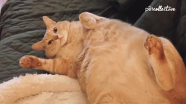 The Big Meowski Tired GIF - The Big Meowski Tired Wave - GIF 탐색 및 공유