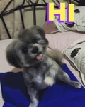 Hi Dog Hello Dog GIF - Hi Dog Hello Dog High Five - GIF 탐색 및 공유