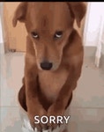 Sorry GIF - Sorry - GIF 탐색 및 공유