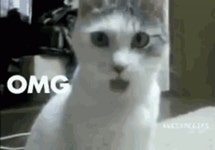 Omg Oh My God GIF - Omg Oh My God Cat - GIF 탐색 및 공유