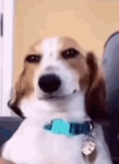 Dog Smile Shyboos GIF - Dog Smile Shyboos Smile - GIF 탐색 및 공유