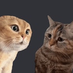 Talking Cats Meme GIF - Talking cats Talking Cats - GIF 탐색 및 공유