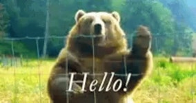 Bear Hello GIF - Bear Hello - GIF 탐색 및 공유