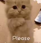 Please Yes GIF - Please Yes Pretty - GIF 탐색 및 공유