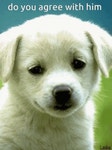 Dog Talk GIF - Dog Talk Talking - GIF 탐색 및 공유