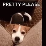Happy Pretty Please GIF - Happy Pretty Please Wagging Tail - GIF 탐색 및 공유