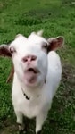 Goat GIF - Goat - GIF 탐색 및 공유
