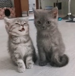 Cats Kittens GIF - Cats Kittens Kitten - GIF 탐색 및 공유