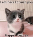 I Am Here To Wish You Happy Tuesday GIF - I Am Here To Wish You Happy Tuesday - GIF 탐색 및 공유