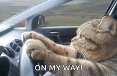 Cat Driving Serious GIF - Cat Driving Serious Cat - GIF 탐색 및 공유