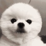 Cutest Cutie GIF - Cutest Cutie Puppy - GIF 탐색 및 공유