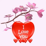 I Love You Cherry Blossom GIF - I Love You Love You Cherry Blossom - GIF 탐색 및 공유