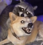 Angry Dog Cute Raccoon GIF - Angry Dog Cute Raccoon - GIF 탐색 및 공유
