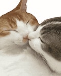 Kiss Gif Kiss Gif Couple Sticker - Kiss gif Kiss gif couple Cat kiss - GIF 탐색 및 공유
