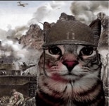 Cat Thousand Yard Stare Cat Ptsd GIF - Cat thousand yard stare Thousand yard stare Cat ptsd - GIF 탐색 및 공유