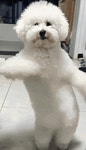 Bichon GIF | Tenor