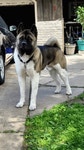 Akita American Akita GIF - Akita American Akita Dog - GIF 탐색 및 공유