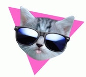 Cat Cool GIF - Cat Cool Deal With It - GIF 탐색 및 공유