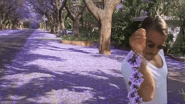 Jacaranda Sping GIF - Jacaranda Sping - GIF 탐색 및 공유