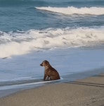 Sad Sea GIF - Sad Sea Dog - GIF 탐색 및 공유
