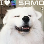 Samo Samoyedcoin GIF - Samo Samoyedcoin - GIF 탐색 및 공유