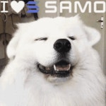 Samo Samoyedcoin GIF - Samo Samoyedcoin - GIF 탐색 및 공유
