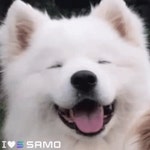 Samoyedcoin GIF - Samoyedcoin Samo - GIF 탐색 및 공유