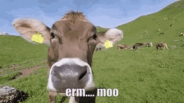 Erm Erm Moo GIF - Erm Erm Moo Moo - GIF 탐색 및 공유